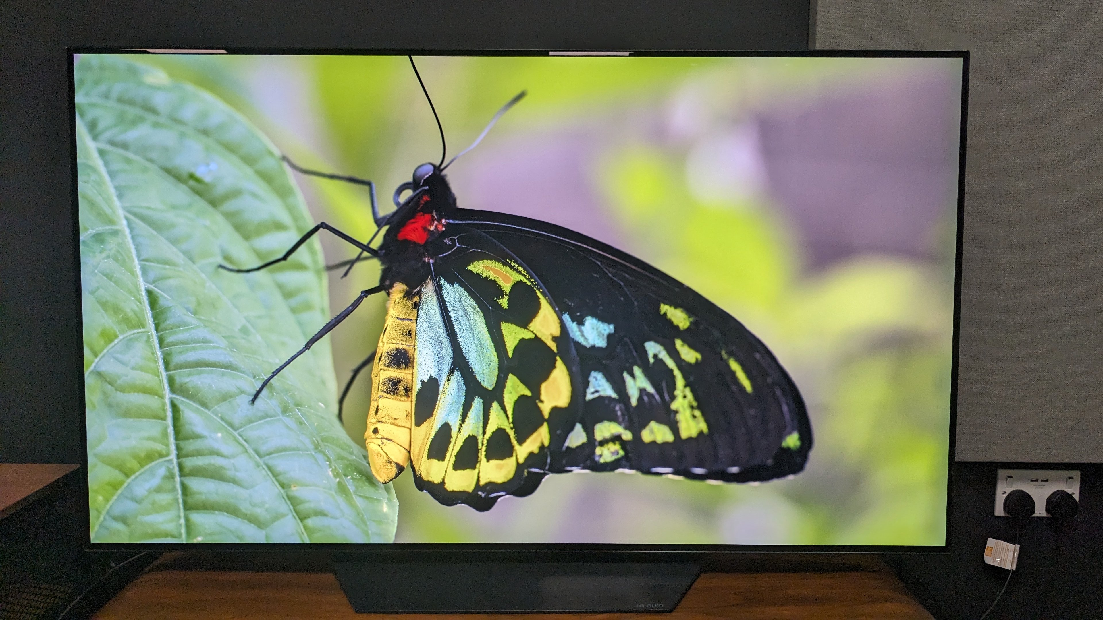 El televisor LG B3 muestra una mariposa verde en la pantalla sentada sobre una hoja.