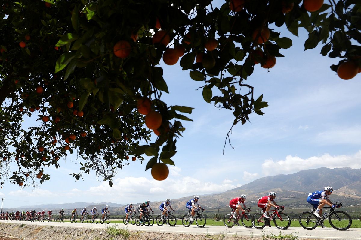 Californian orange trees line the roadside