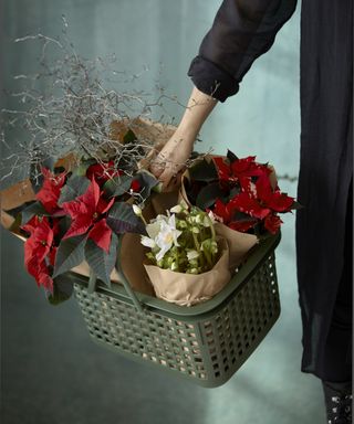 red poinsettia plants wrapped in brown paper being carried in a trug with a white hellebore