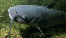 catfish-02