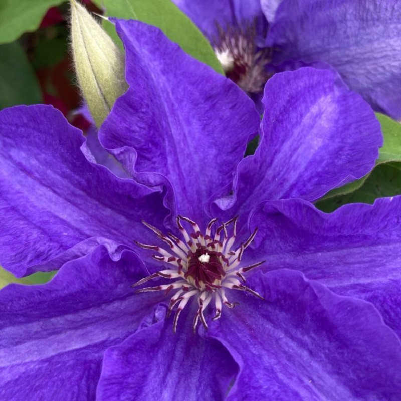 Lindsay&amp;trade; Clematis