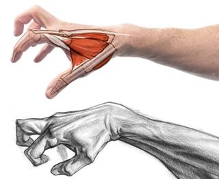 How to draw hands: sketch of muscles in the hand