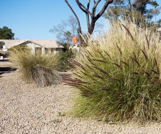gravel garden with Fountain Grass (Pennisetum setaceum)