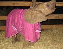 Suni_with_her_chosen_blanket.jpg