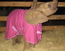 Suni_with_her_chosen_blanket.jpg