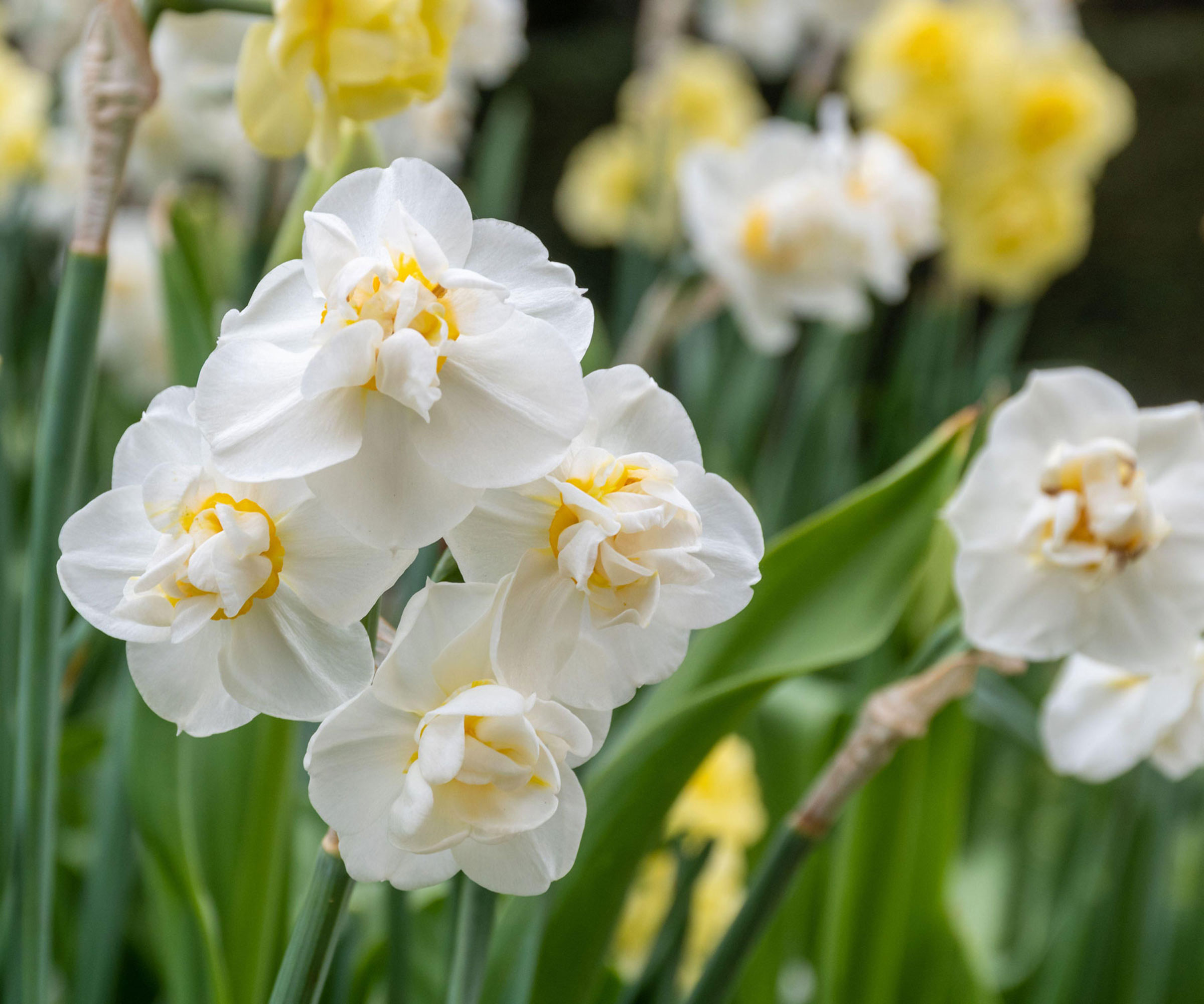 Narcissus 'Cheerfulness' spring flowering bulbs
