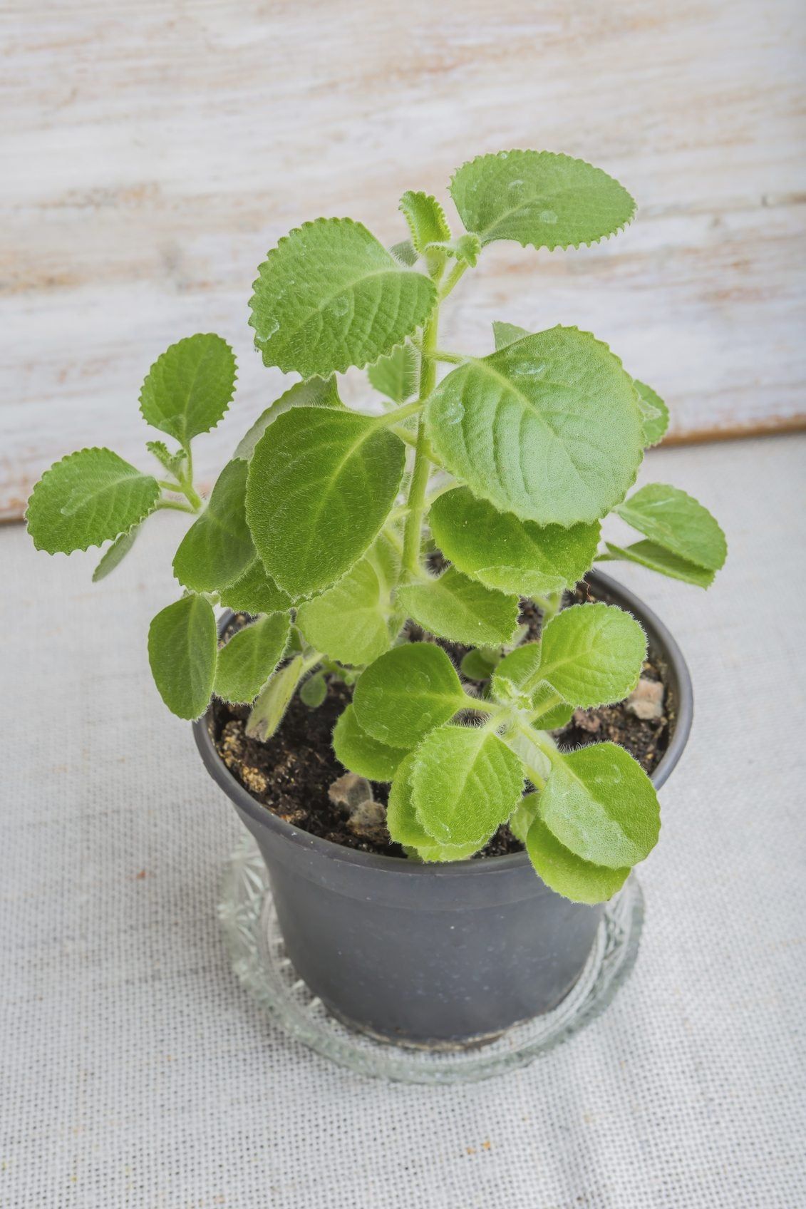 thumbnail image 2 of Organic Cuban Oregano Live Plant - Well Rooted, 7-9 Inches, Indoor/Outdoor Herb 2 of 6