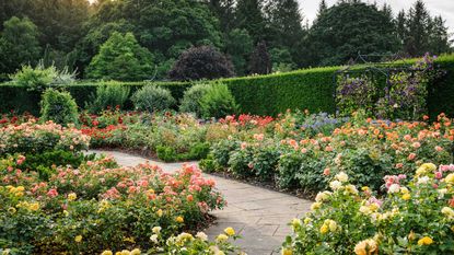 types of roses lining a path in the rose garden at rhs rosemoor