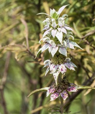 Close-up of Monarda punctata, dotted horsemint