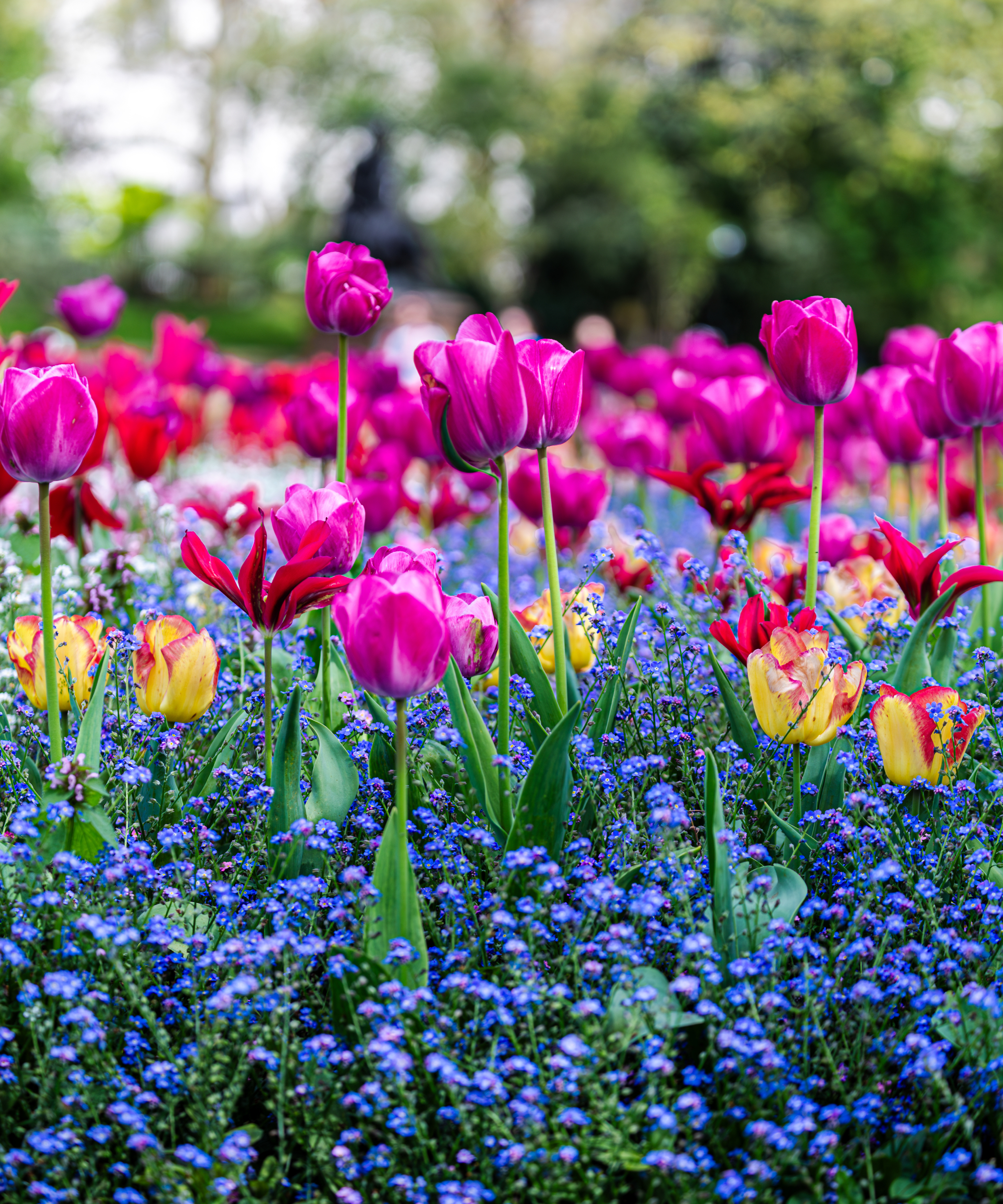 bright pink tulips and forget me nots growing in garden