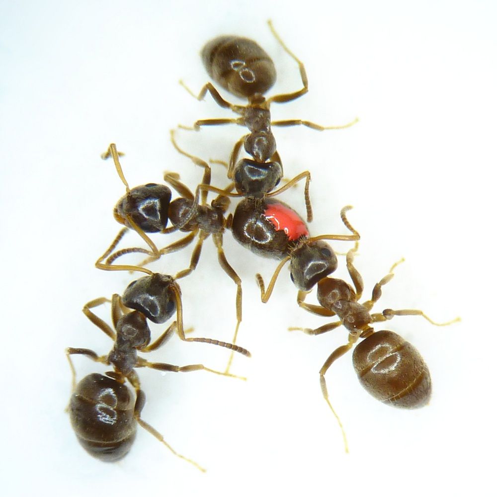 Three ants surround one ant with a red marker. 