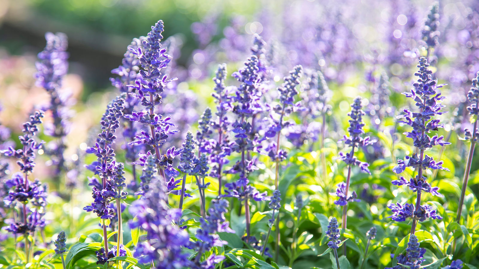 native plant salvia in garden with purple flowers