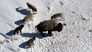 A photograph of a Yellowstone wolf pack surrounding a bison during a hunt. 