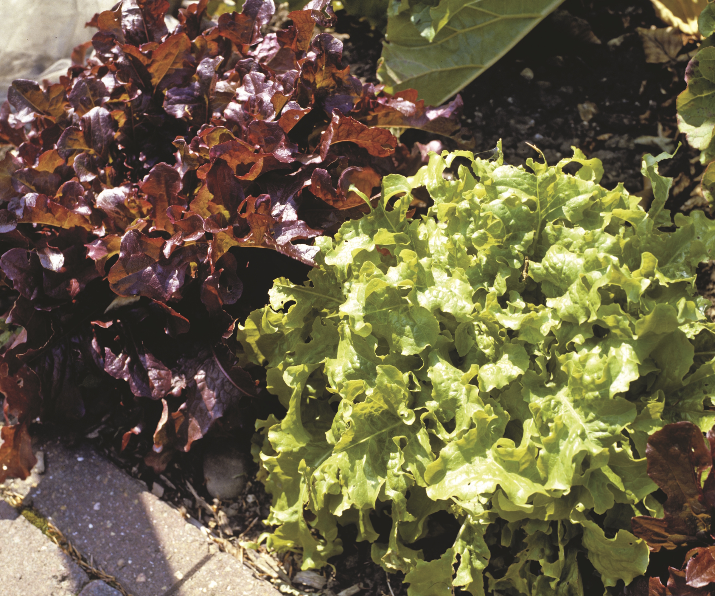 Red and green lettuces growing in a vegetable garden