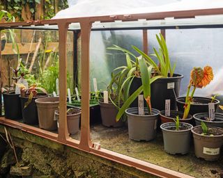 Aquarium upcycled into mini greenhouse