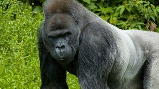 Photo of a silverback gorilla walking on all fours in a field in front of trees, looking into the camera.