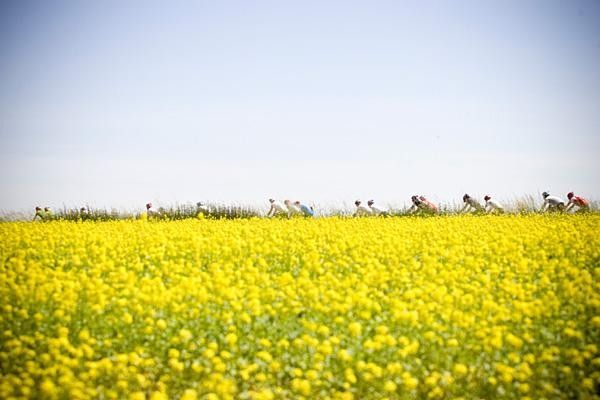 Just like the sunflowers