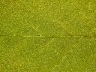 Picture of leaf