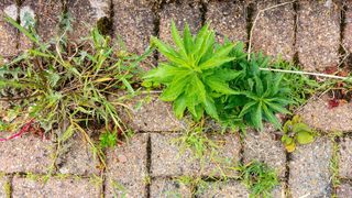 Weeds growing in cracks between pavers in a block paving driveway