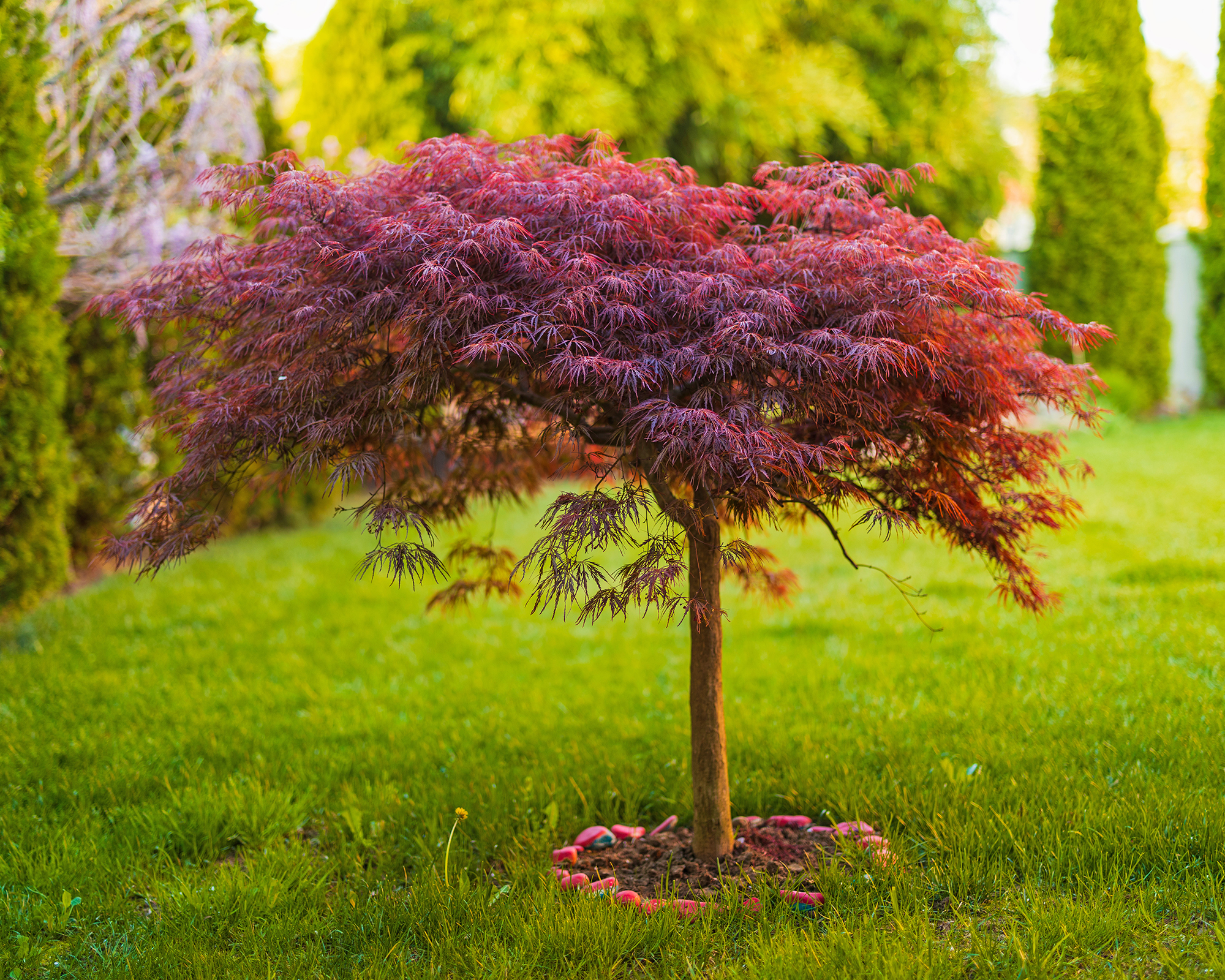 Red Japanese maple tree