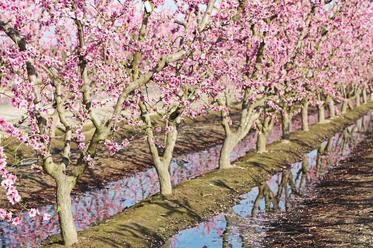 how often to water a peach tree