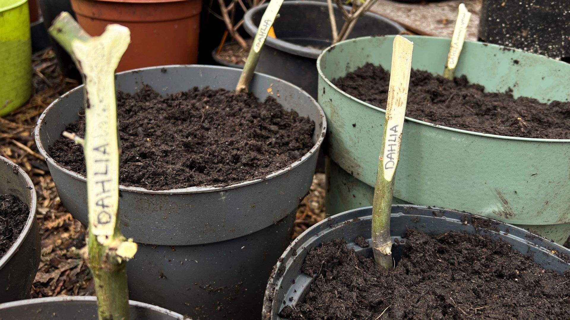 picture of pots with plant labels with dahlia written on them
