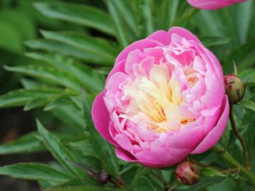 Tips & Information about Peonies | Gardening Know How
