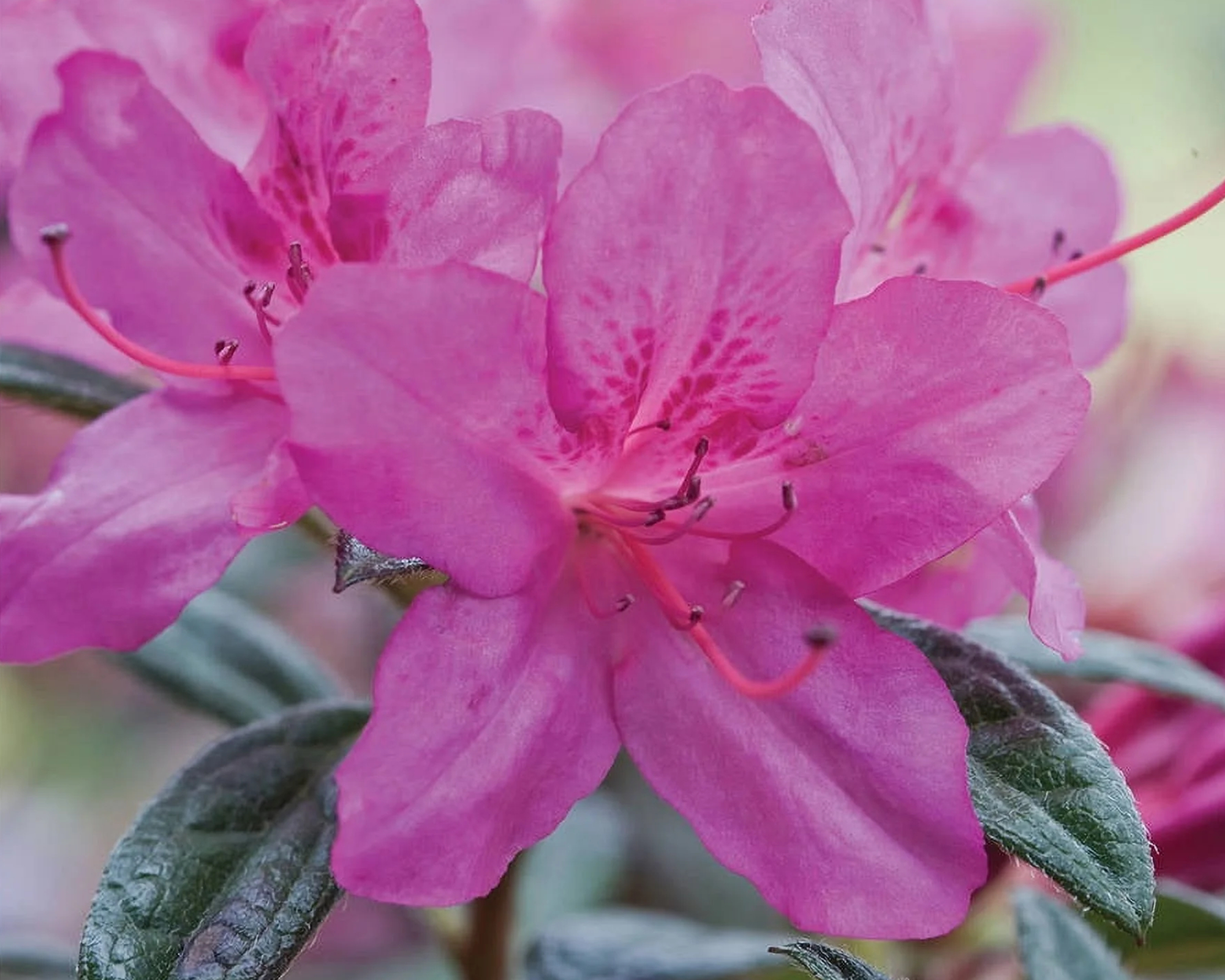 Closeup of Autumn Amethyst Encore azalea