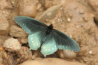 Pipevine swallowtail butterfly in the Great Smoky Mountains National Park, Tennessee.