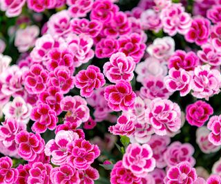 dianthus flowering in back yard display