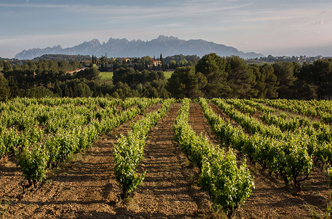 Cava vineyards overlooked by the Montserrat mountain range