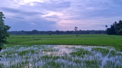 A wetland is seen under a dusky sky