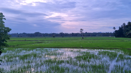 A wetland is seen under a dusky sky