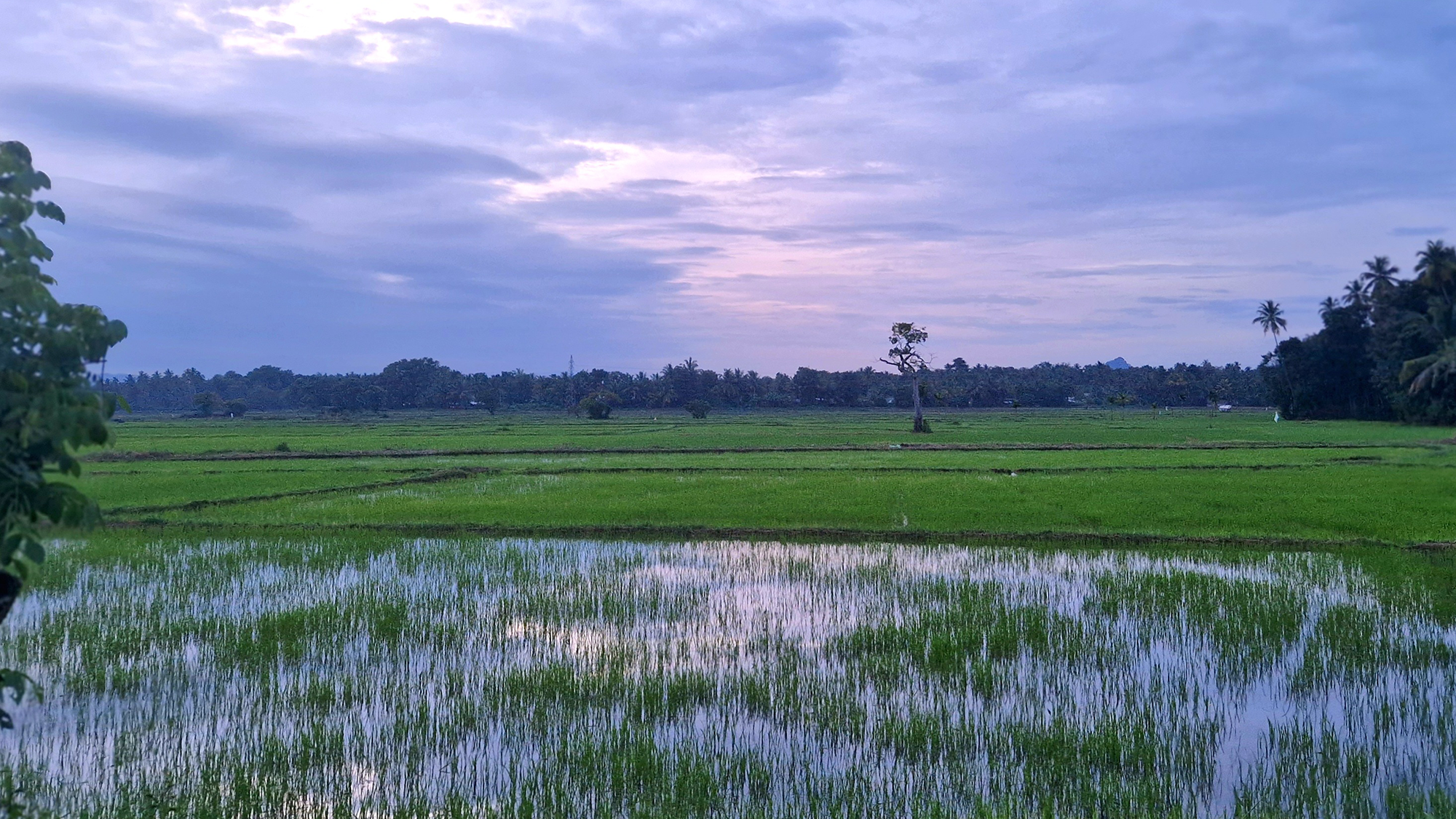 A wetland is seen under a dusky sky