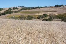 Dry conditions in Sonoma County in California have become a drought emergency in 2021