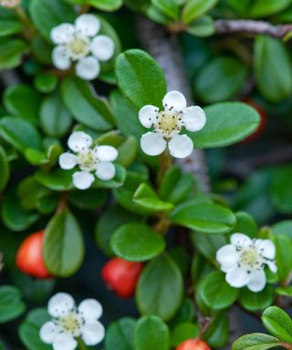 Bearberry Cotoneaster (Cotoneaster dammeri), branch with flowers and fruits