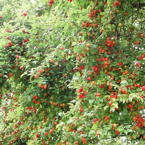 Amazon Red June Plum