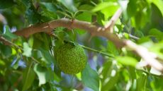 Green fruit of the hedge apple tree in a sunny garden