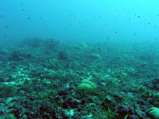 degraded coral ecosystem