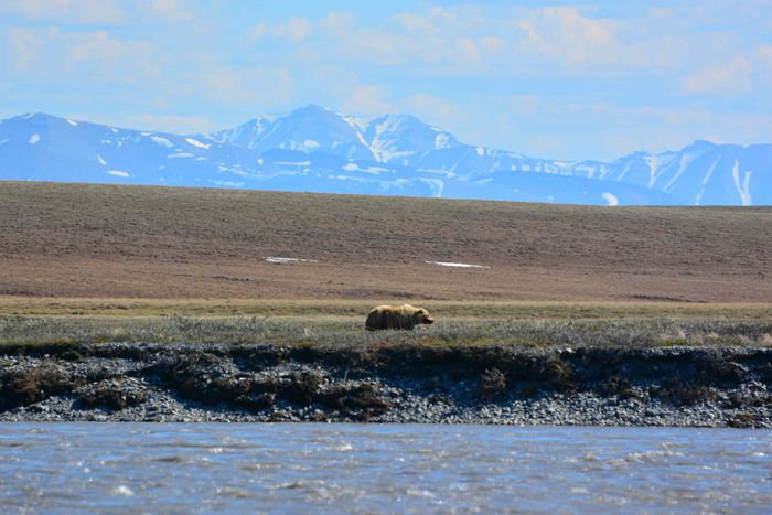 Grizzly bear in ANWR, arctic national wildlife refuge