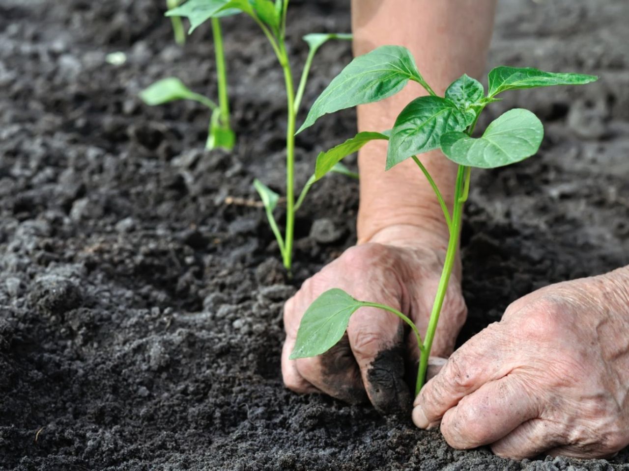 Hands Planting Plants Into The Garden