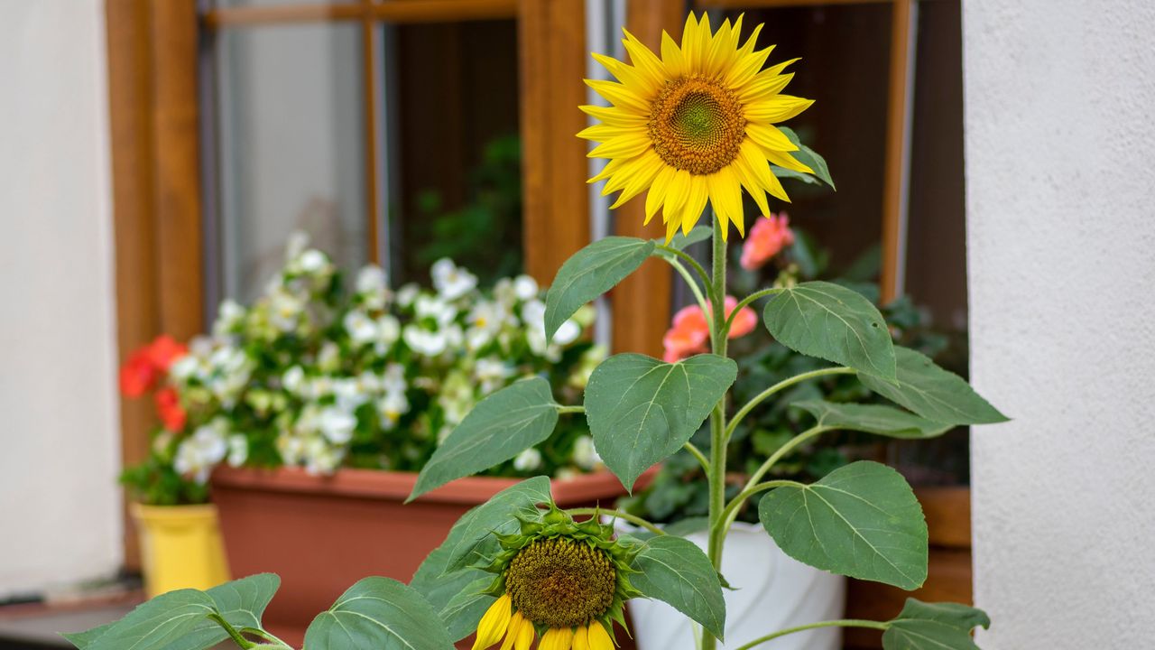 Sunflowers in pots by a wood windowsill