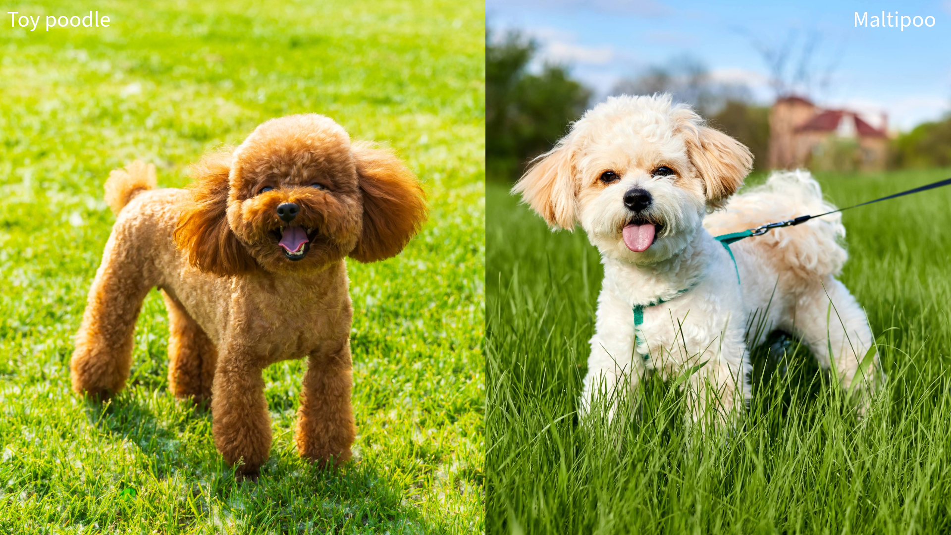 Collage of a toy poodle and maltipoo on grass