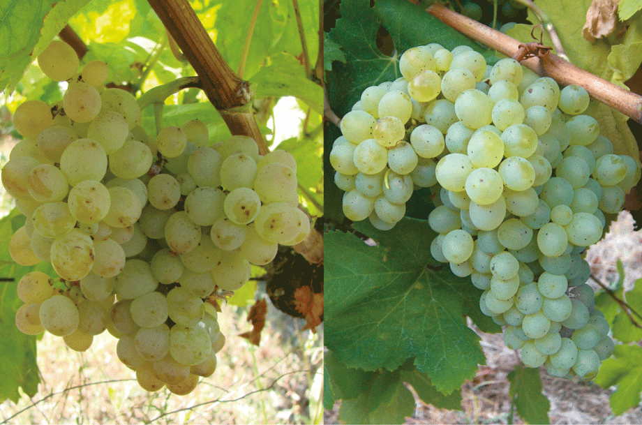 Bical Fonte Cal Portugal Grapes