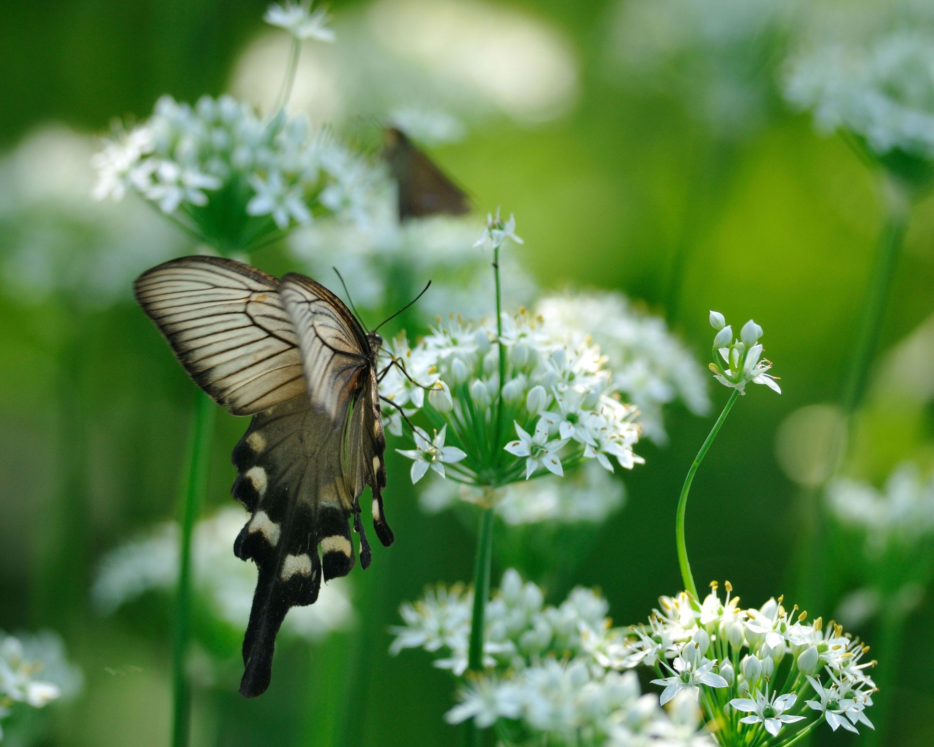 butterfly on garlic chive flowers