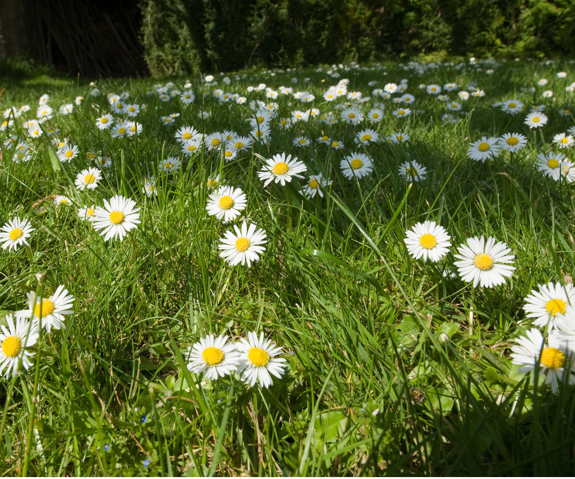Common daisy