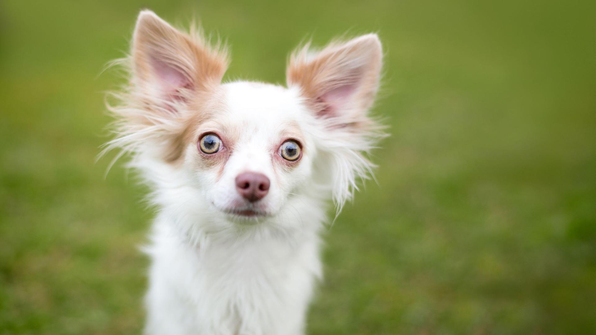 Surprised chihuahua