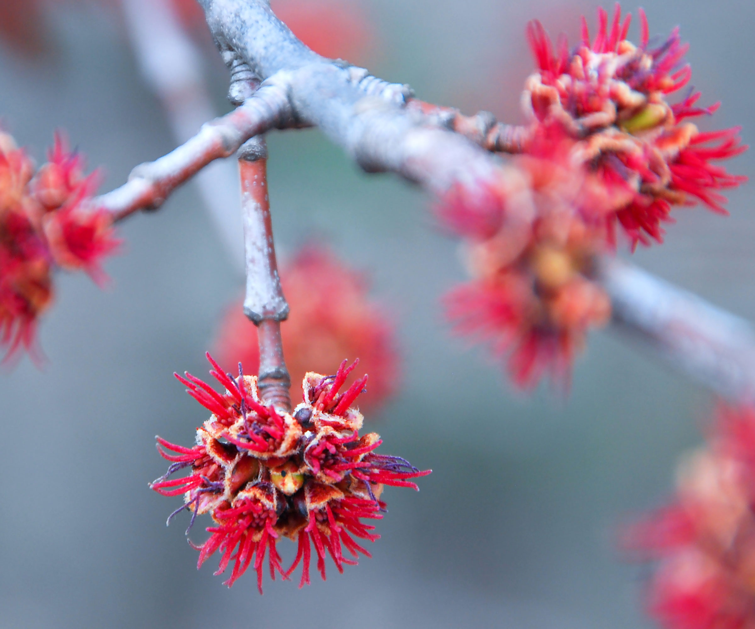red maple with red blossoms on branches