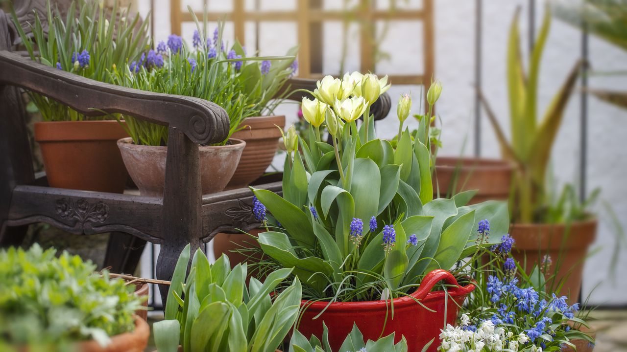 Plants growing in terracotta and ceramic planters