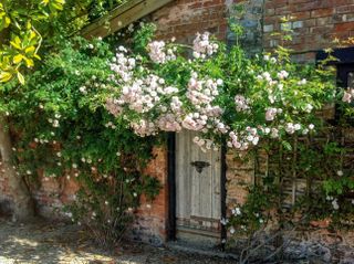 roses over doorway in 17th century thatched cottage